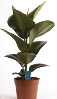 Ficus elastica ´Robusta´- cca 40 cm