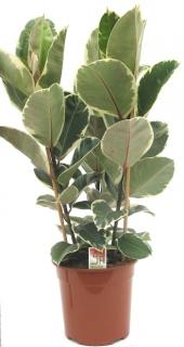 Ficus elastica Tineke