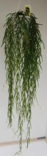 Hoya linearis - závěs