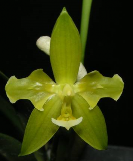 Phalaenopsis cornu-cervi var. flava 'Unique'