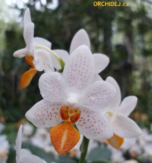 Phalaenopsis ´Mini Mark´ 